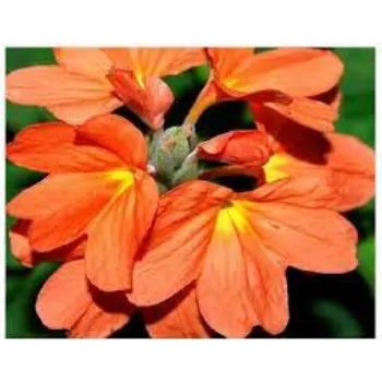 A1 Arali Flowers 1a-arali flower-6054049-71270.webp